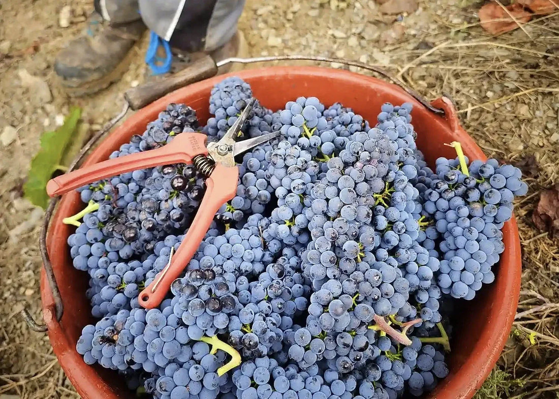 Weinlese-2026-beendet-korb-mit-rebenschere-weingut-lamm-jung