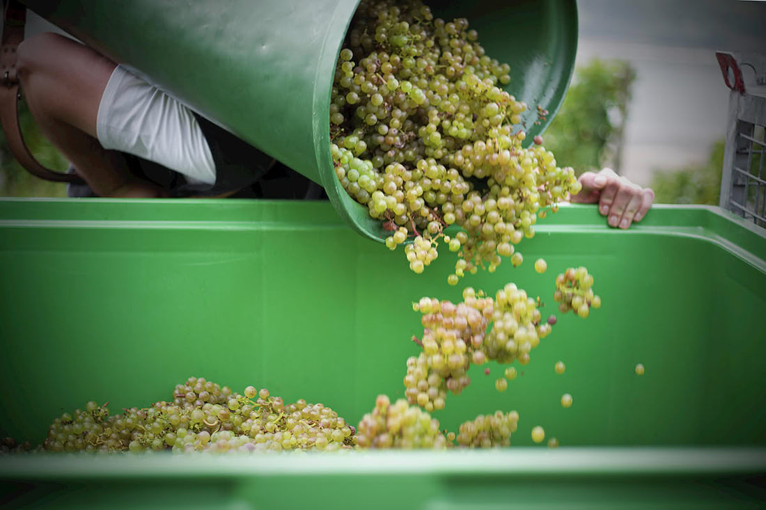 Weinlese – Definition, Methoden & der Weg zum perfekten Wein
