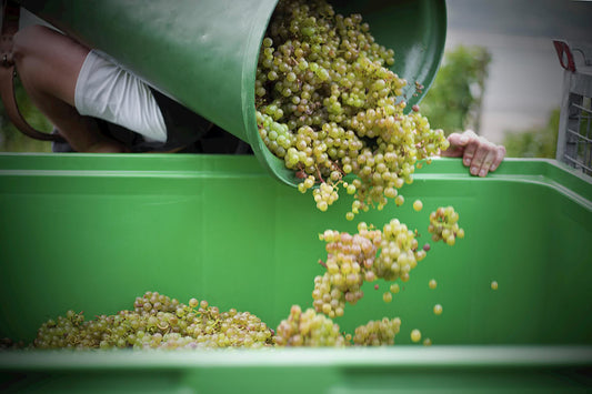 Weinlese – Definition, Methoden & der Weg zum perfekten Wein